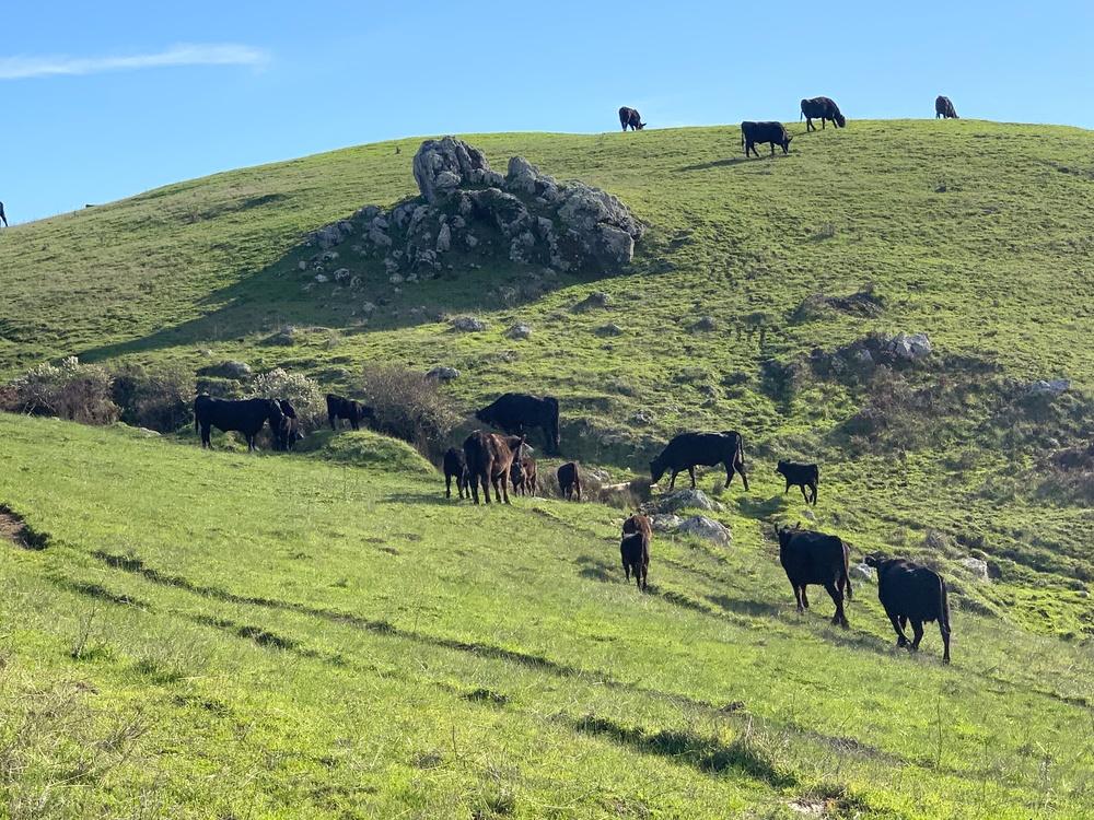 Bolinas Ridge Cows