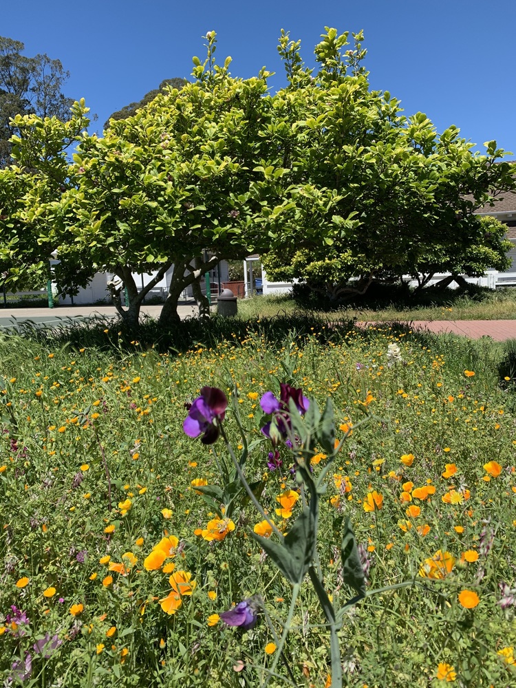 Principal's Message, May 19, 2020