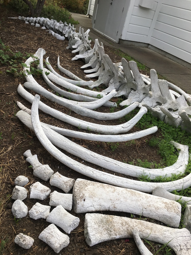Bolinas-Stinson School Gray Whale Bones