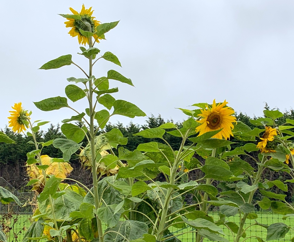 Sunflowers in Garden